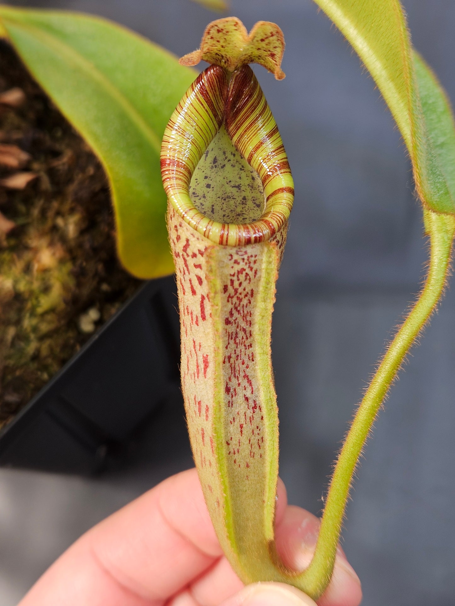 N. veitchii - Bario x vogelii