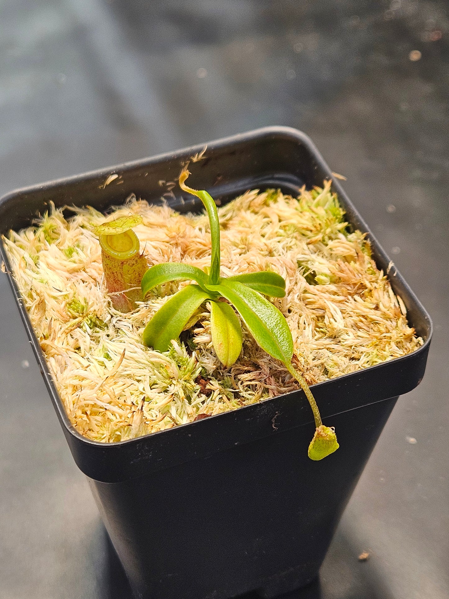 N. ventricosa x undulatifolia