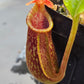 N. LBV x (lowii x Gothica WP)