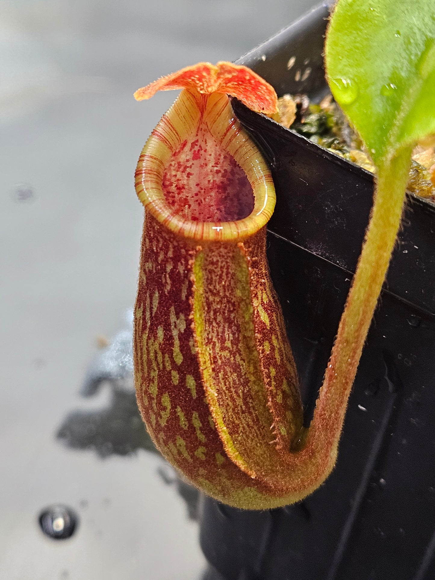 N. LBV x (lowii x Gothica WP)