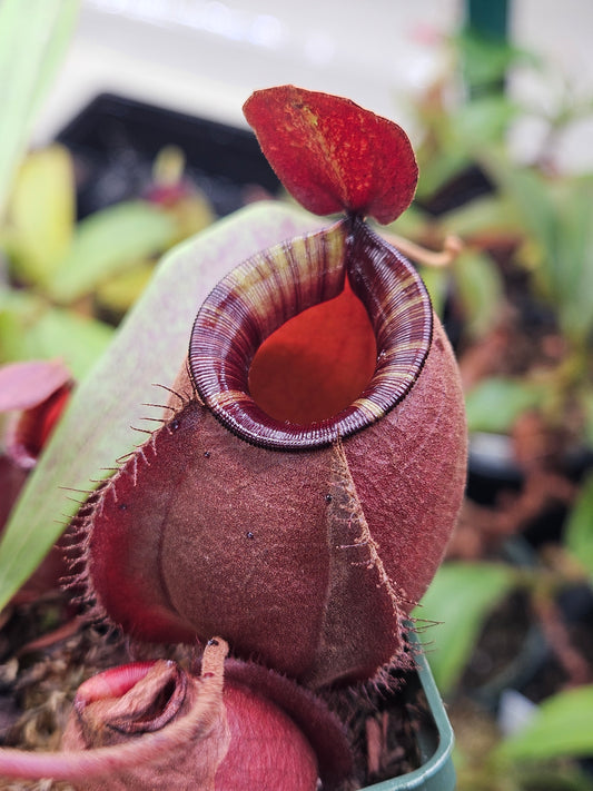 N. Viking x ampullaria 'Black Miracle'