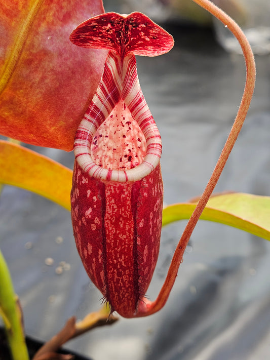 N. peltata x MSLRV #2 - Rooted Cutting