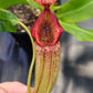 N. (Rokko x boschiana) x veitchii (k) "Orange Fade"