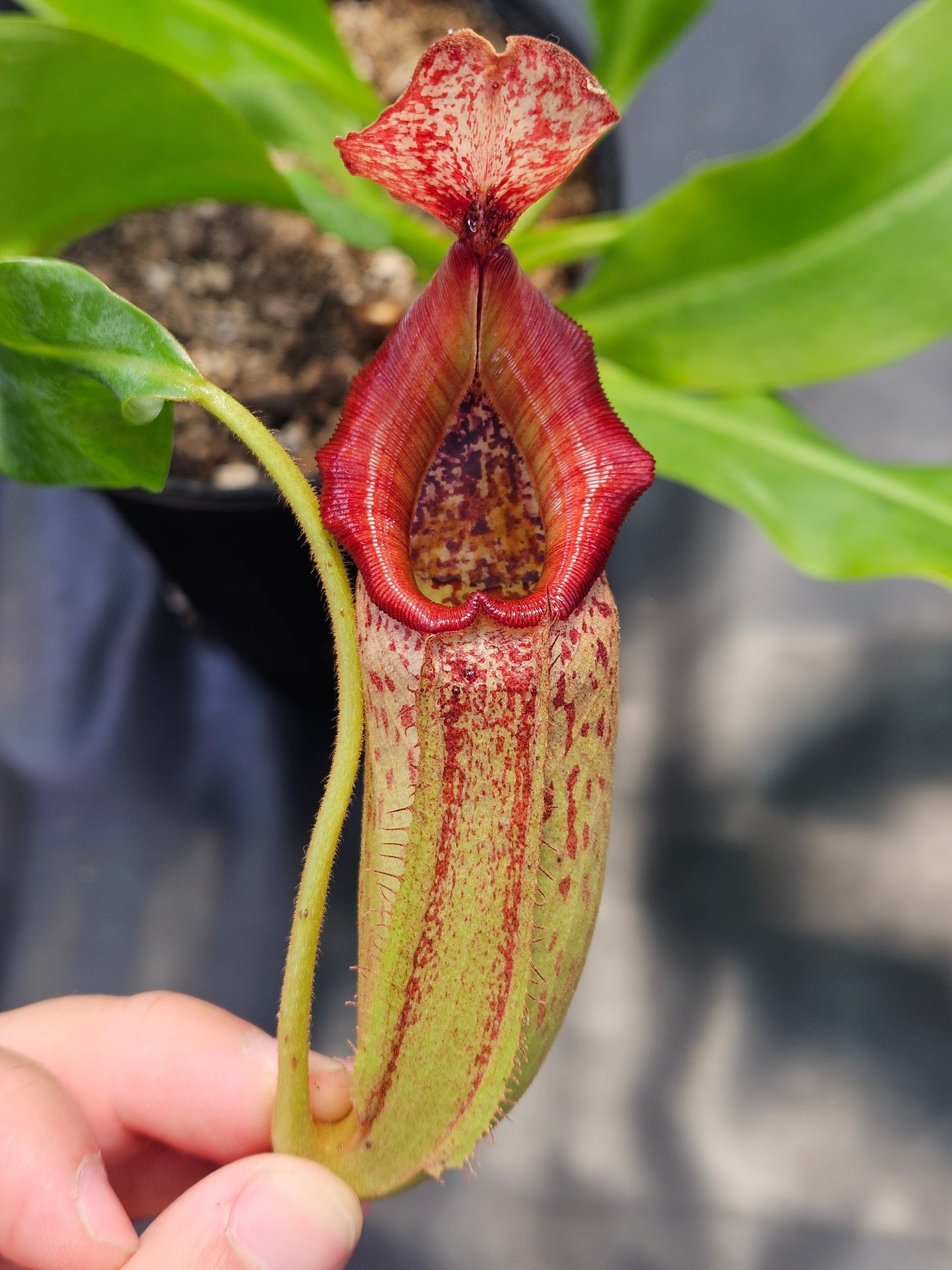 N. (Rokko x boschiana) x veitchii (k) "Orange Fade"