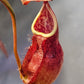 N. kampotiana