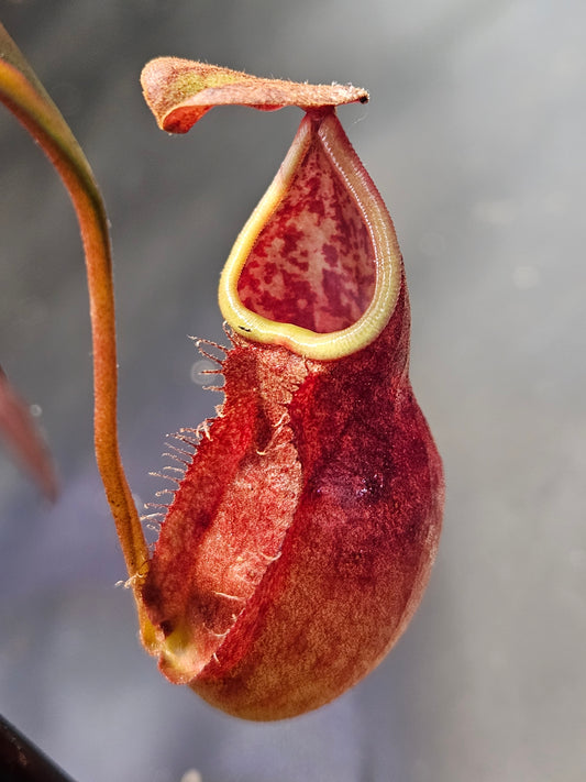 N. kampotiana
