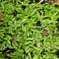 U. graminifolia