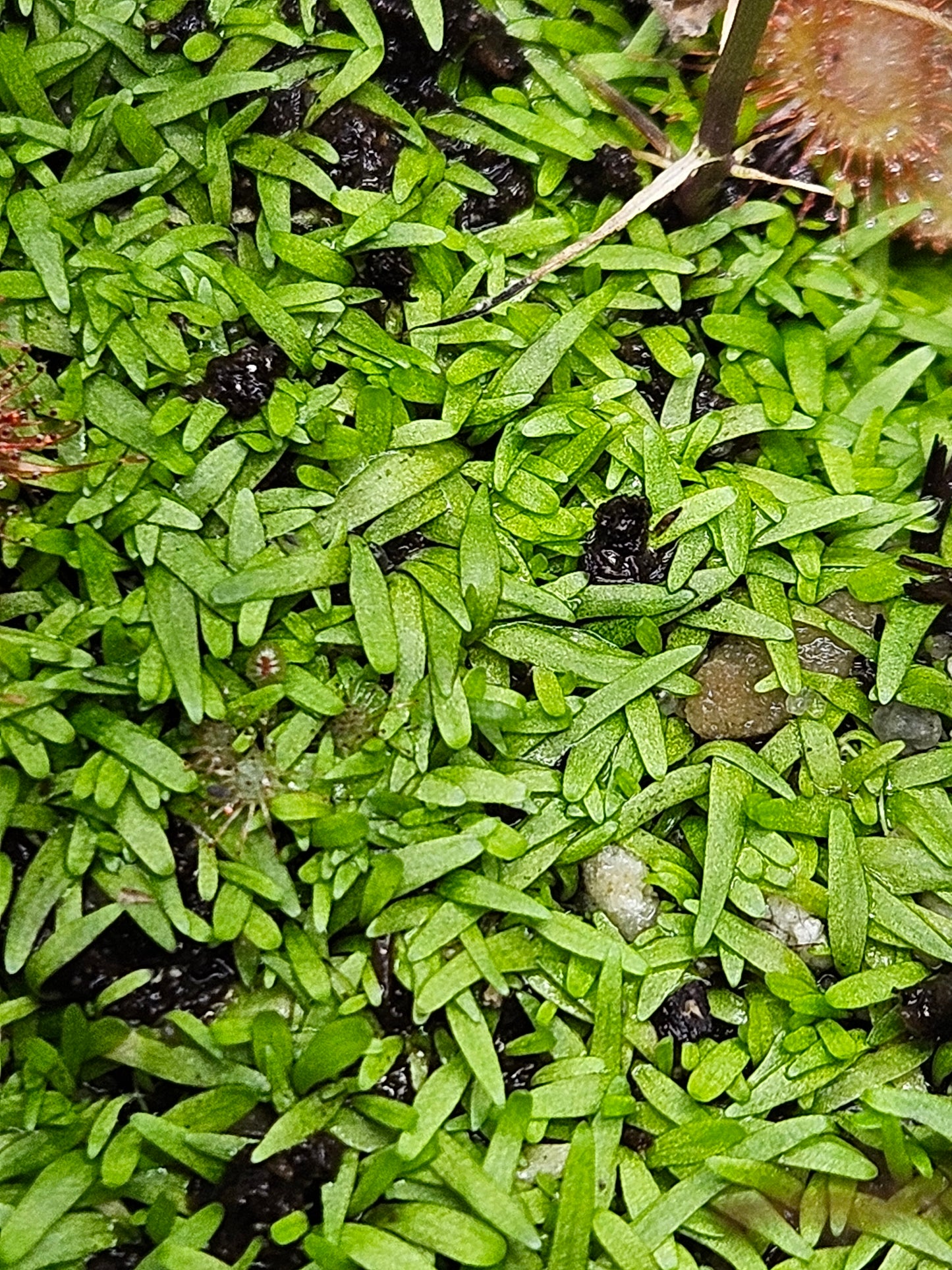 U. graminifolia