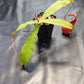 N. suratensis x northiana #2