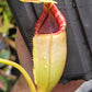 N. (lowii x Tiveyi) x [(lowii x veitchii) x burbidgeae]