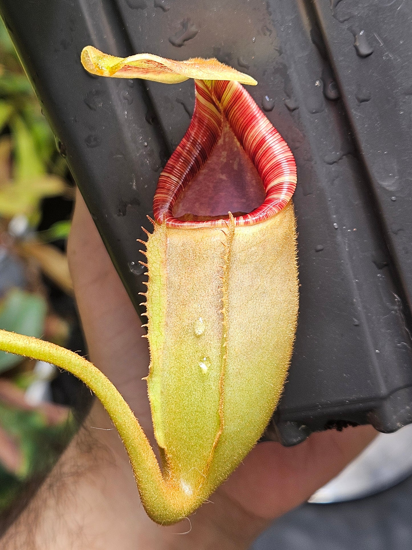 N. (lowii x Tiveyi) x [(lowii x veitchii) x burbidgeae]