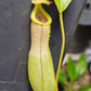 N. ventricosa x Tiveyi