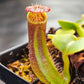 N. truncata (Giant x C) #1