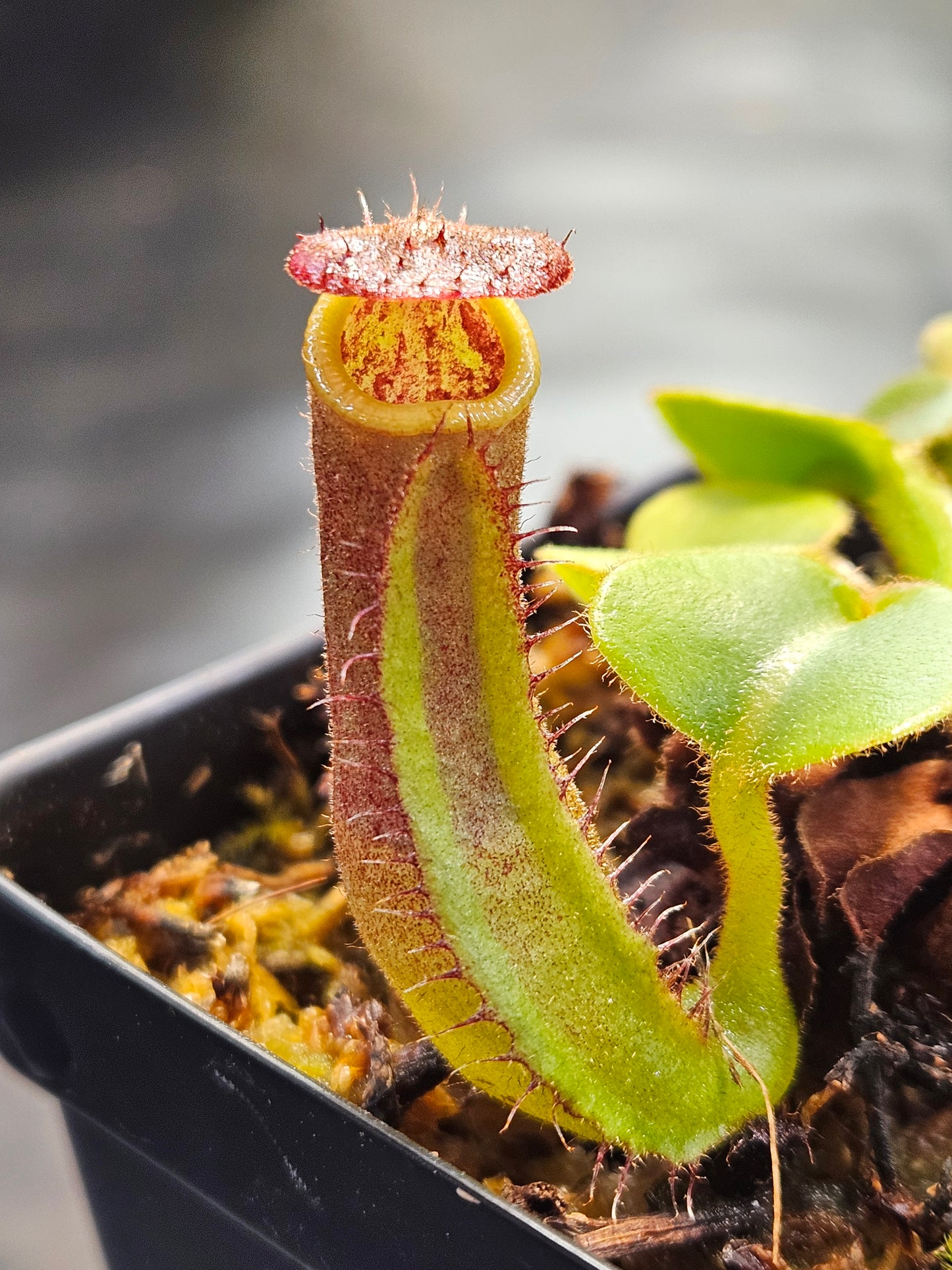 N. truncata (Giant x C) #1