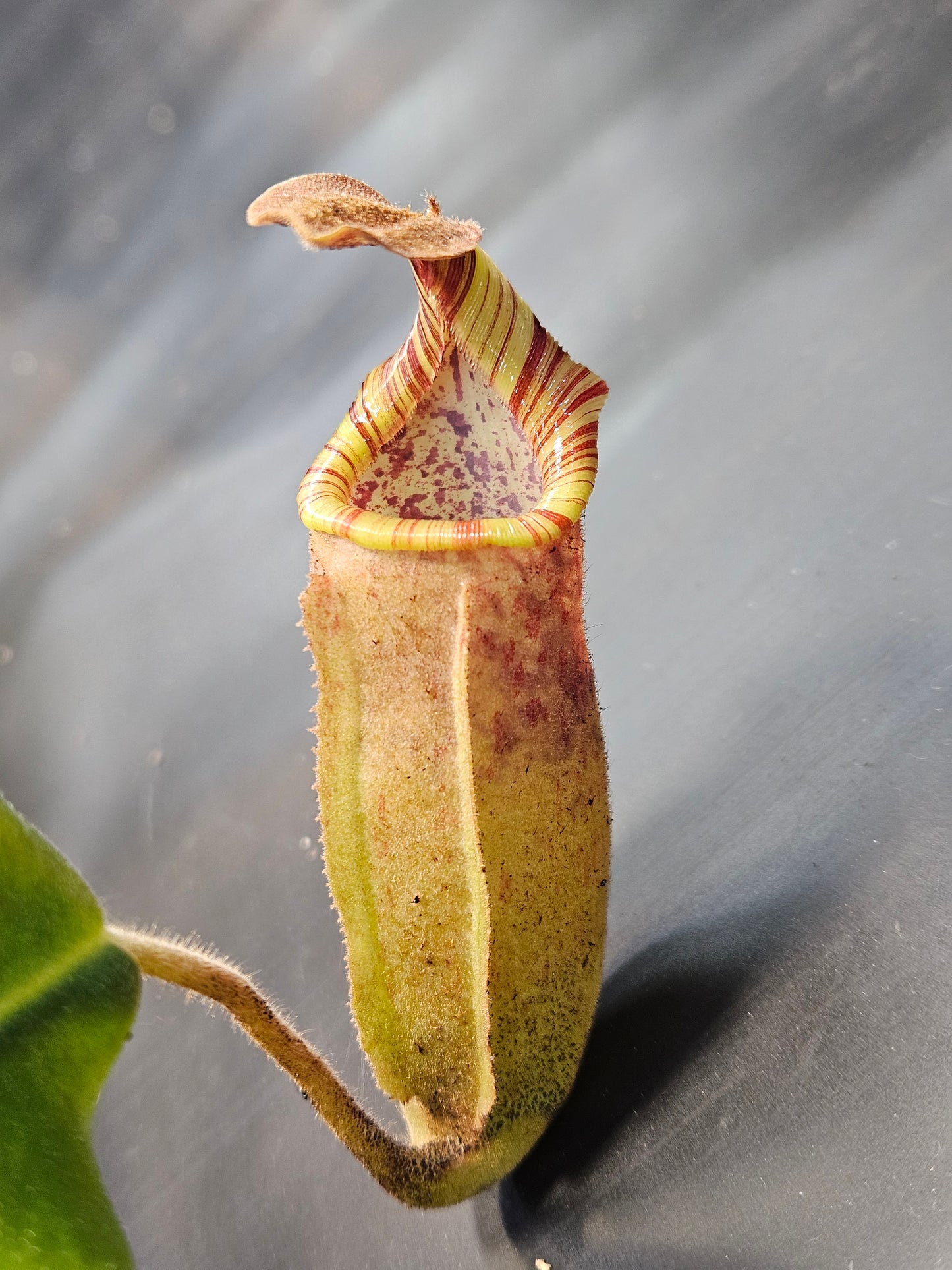 N. (LVB x VMV) x (mollis x veitchii)