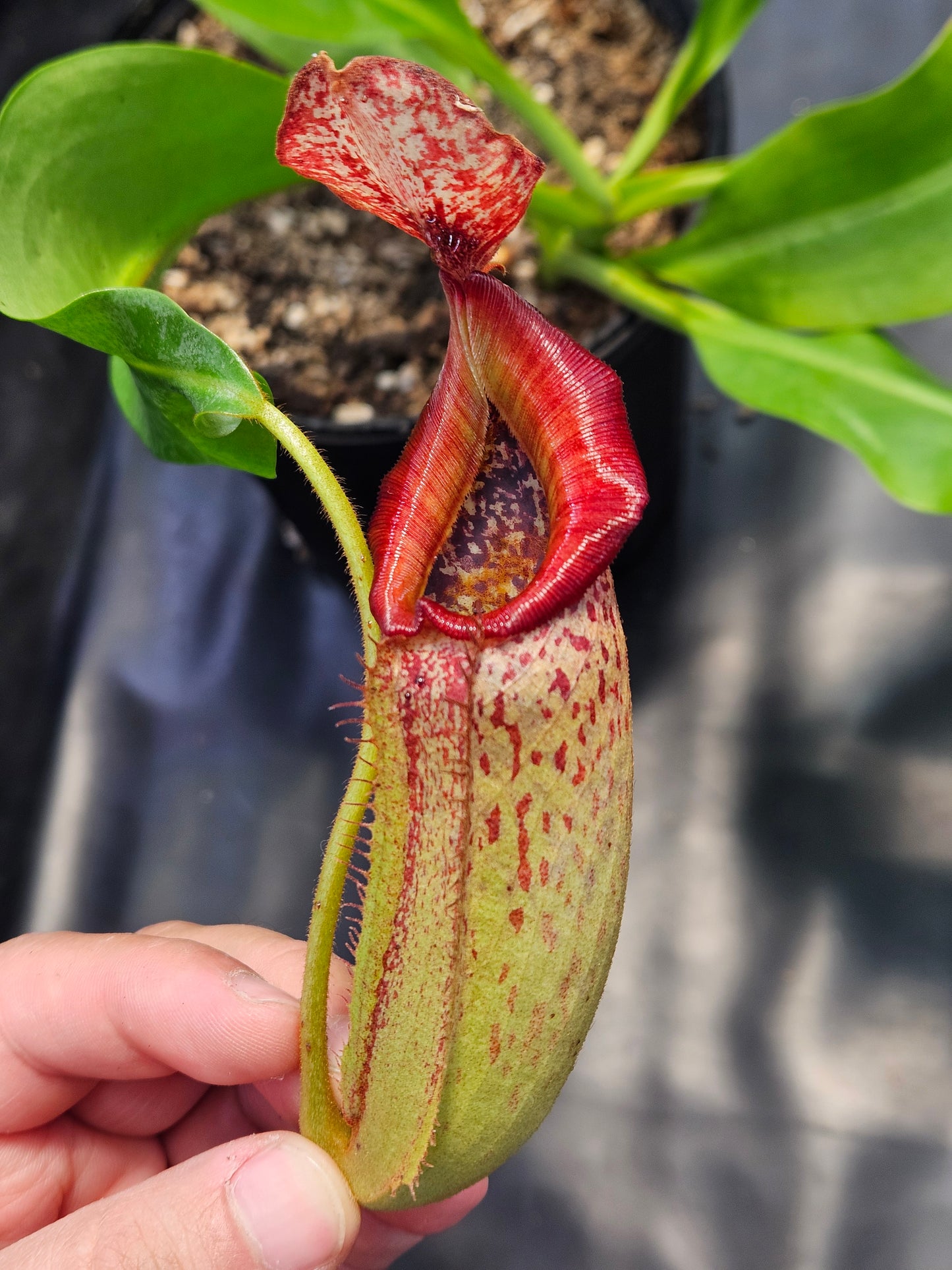N. (Rokko x boschiana) x veitchii (k) "Orange Fade"