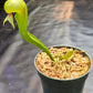 Darlingtonia californica #1