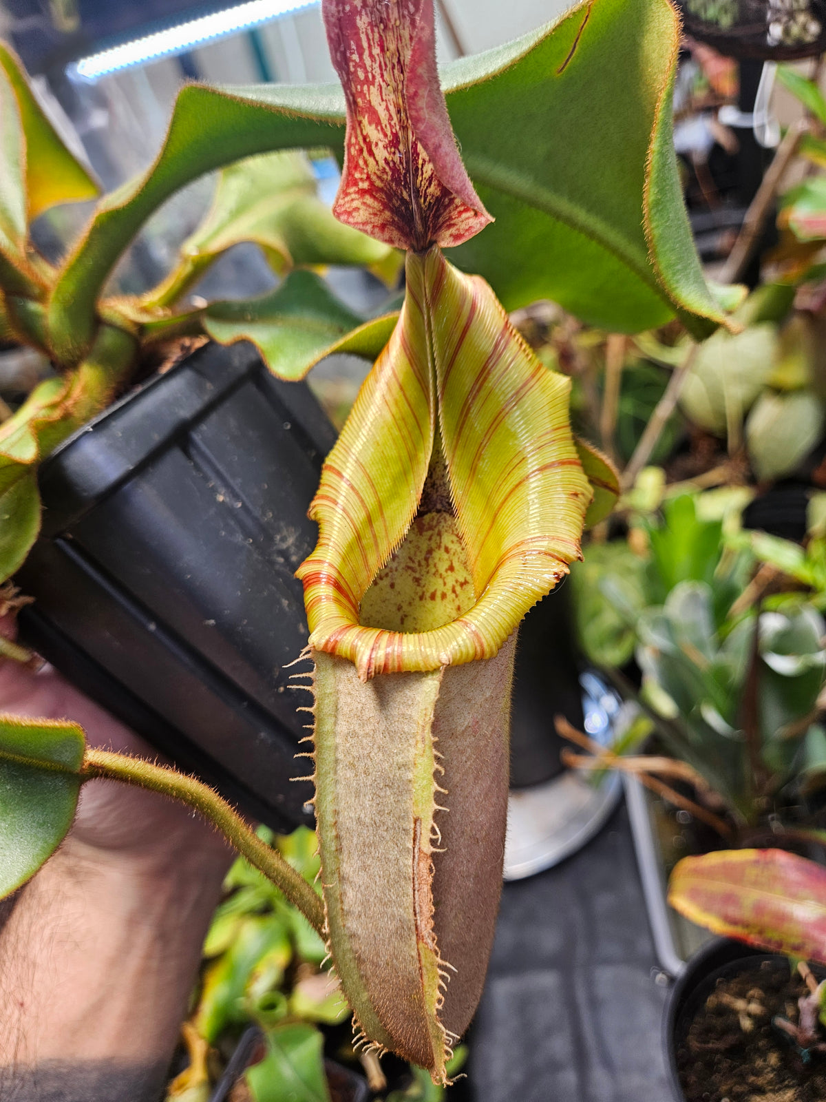 N. veitchii, Murud (Striped x Candy) clone 2