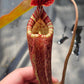 N. peltata x MSLRV #1 - Rooted Cutting