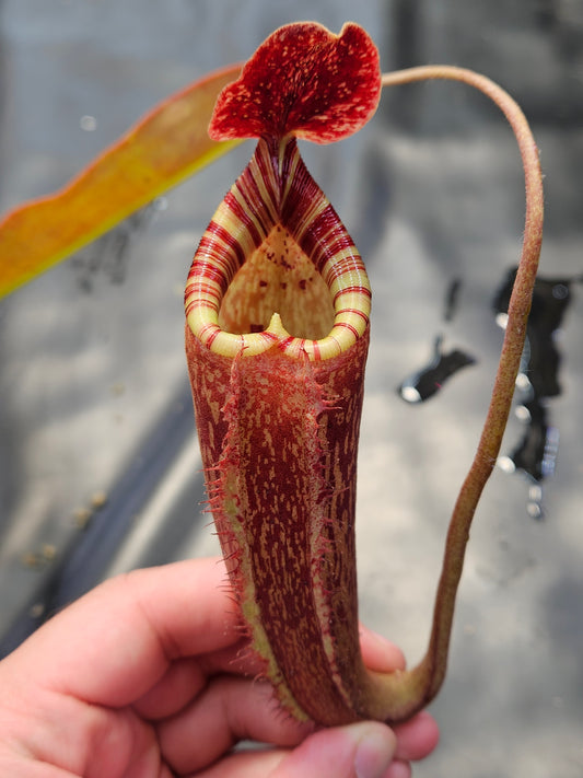 N. peltata x MSLRV #1 - Rooted Cutting