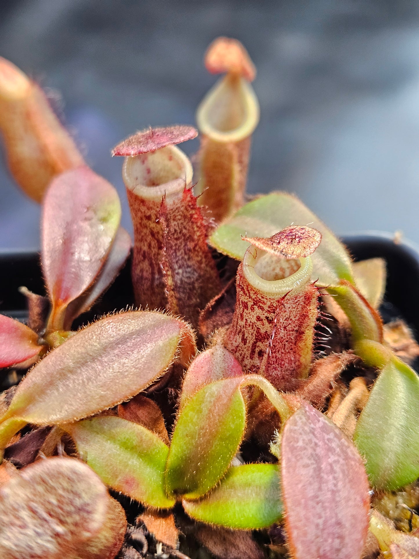 N. 'Song of Melancholy' × (burbidgeae x platychila) - Compot