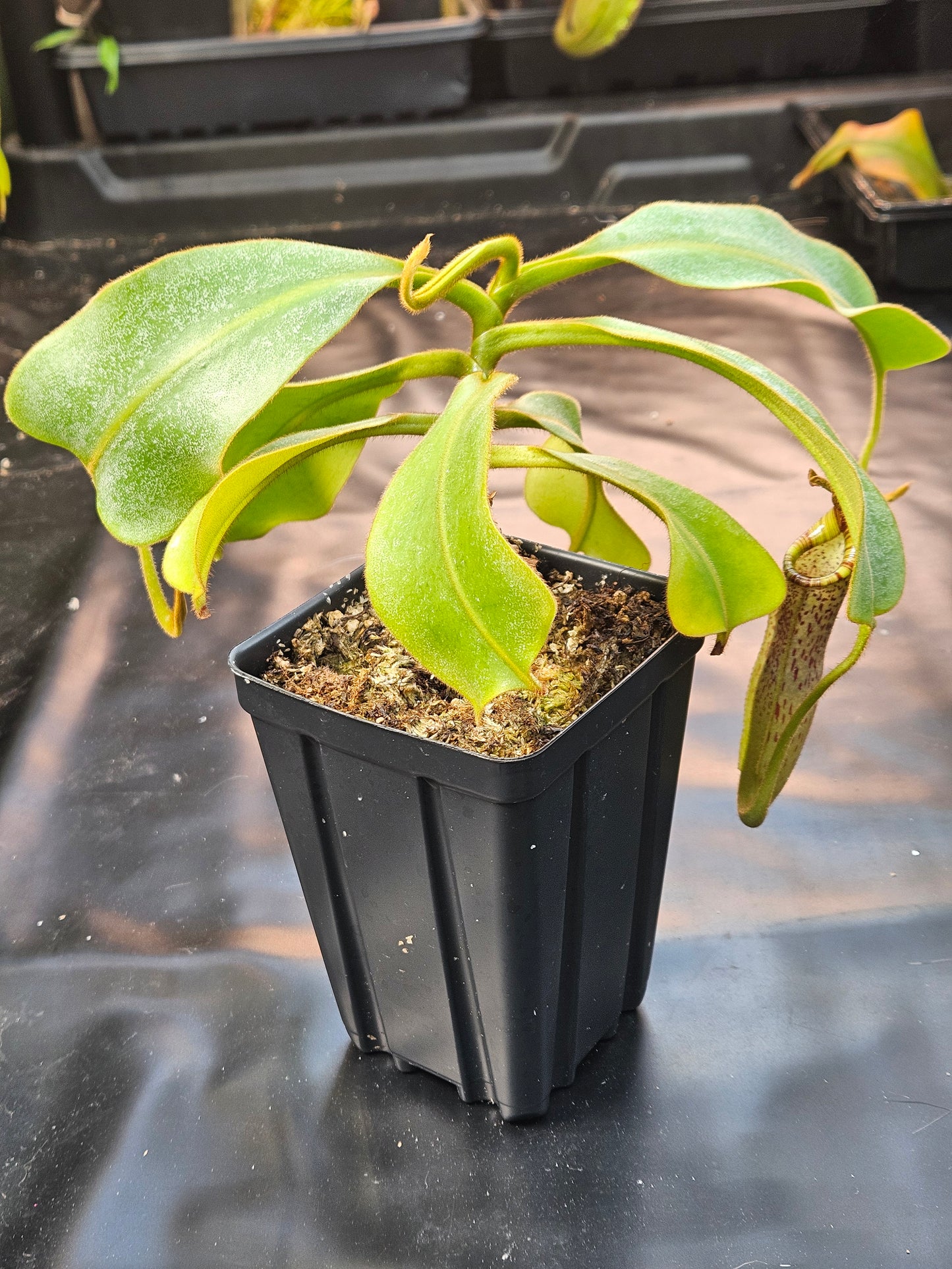 N. veitchii - Bario x vogelii