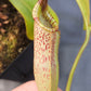 N. veitchii - Bario x vogelii