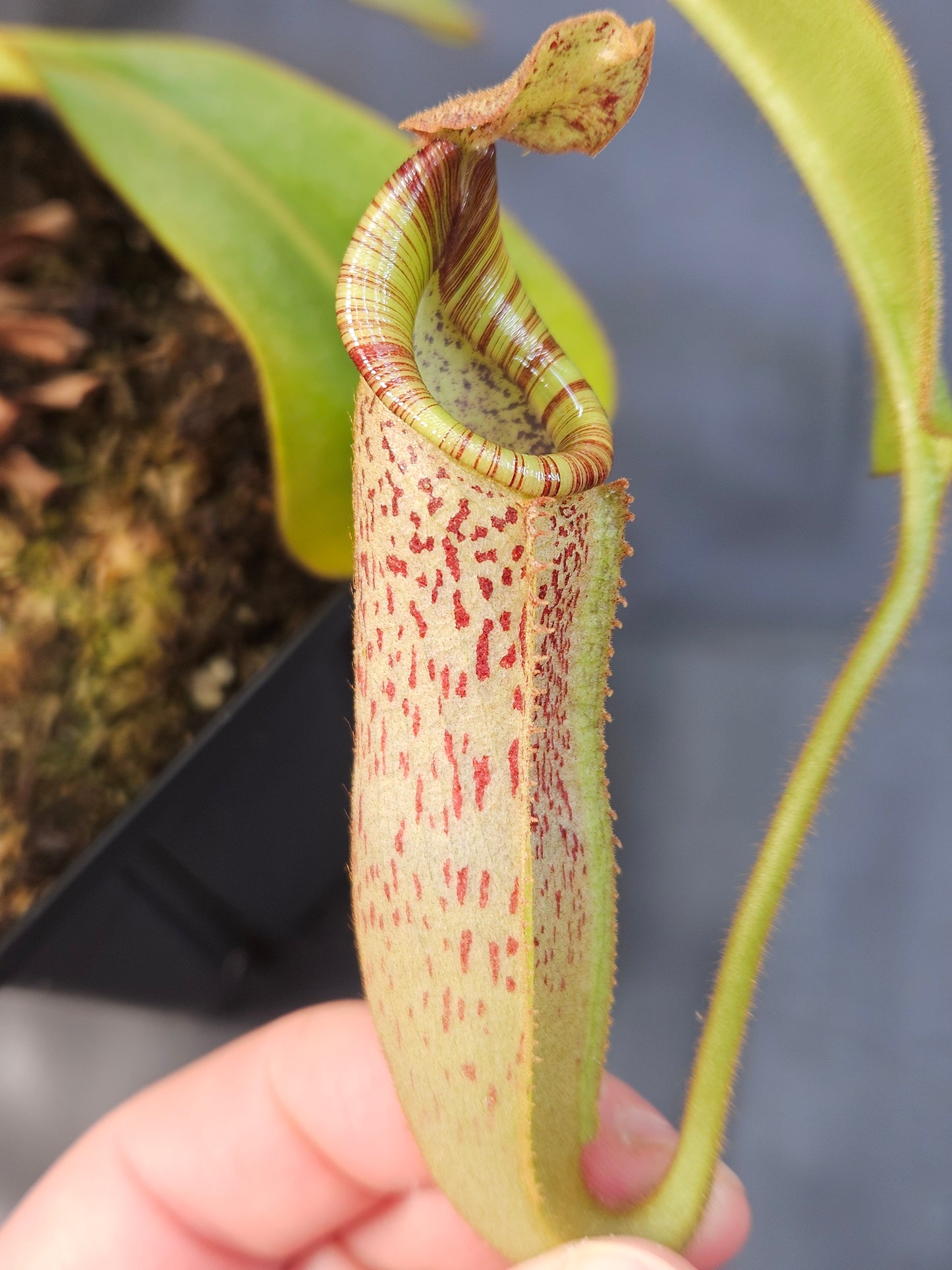 N. veitchii - Bario x vogelii