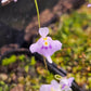 U. microcalyx