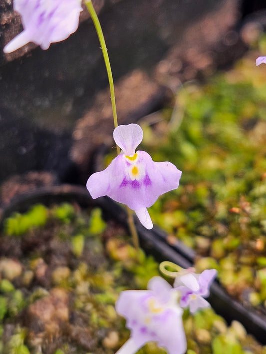 U. microcalyx