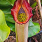 N. (truncata x campanulata) x veitchii "The Wave"