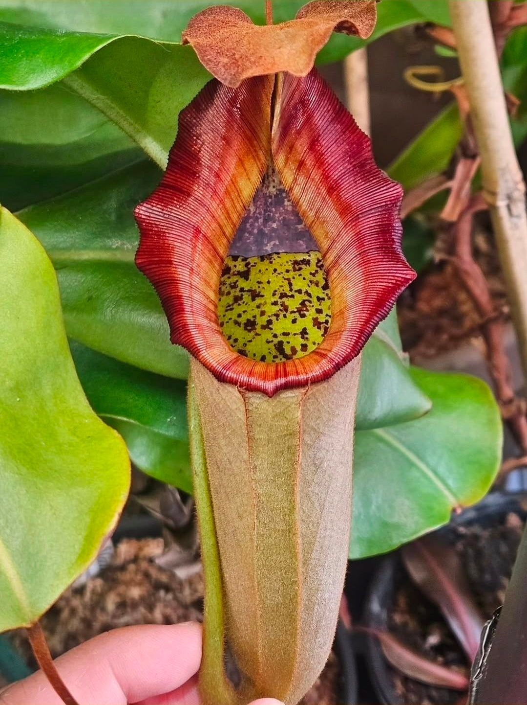 N. (truncata x campanulata) x veitchii "The Wave"