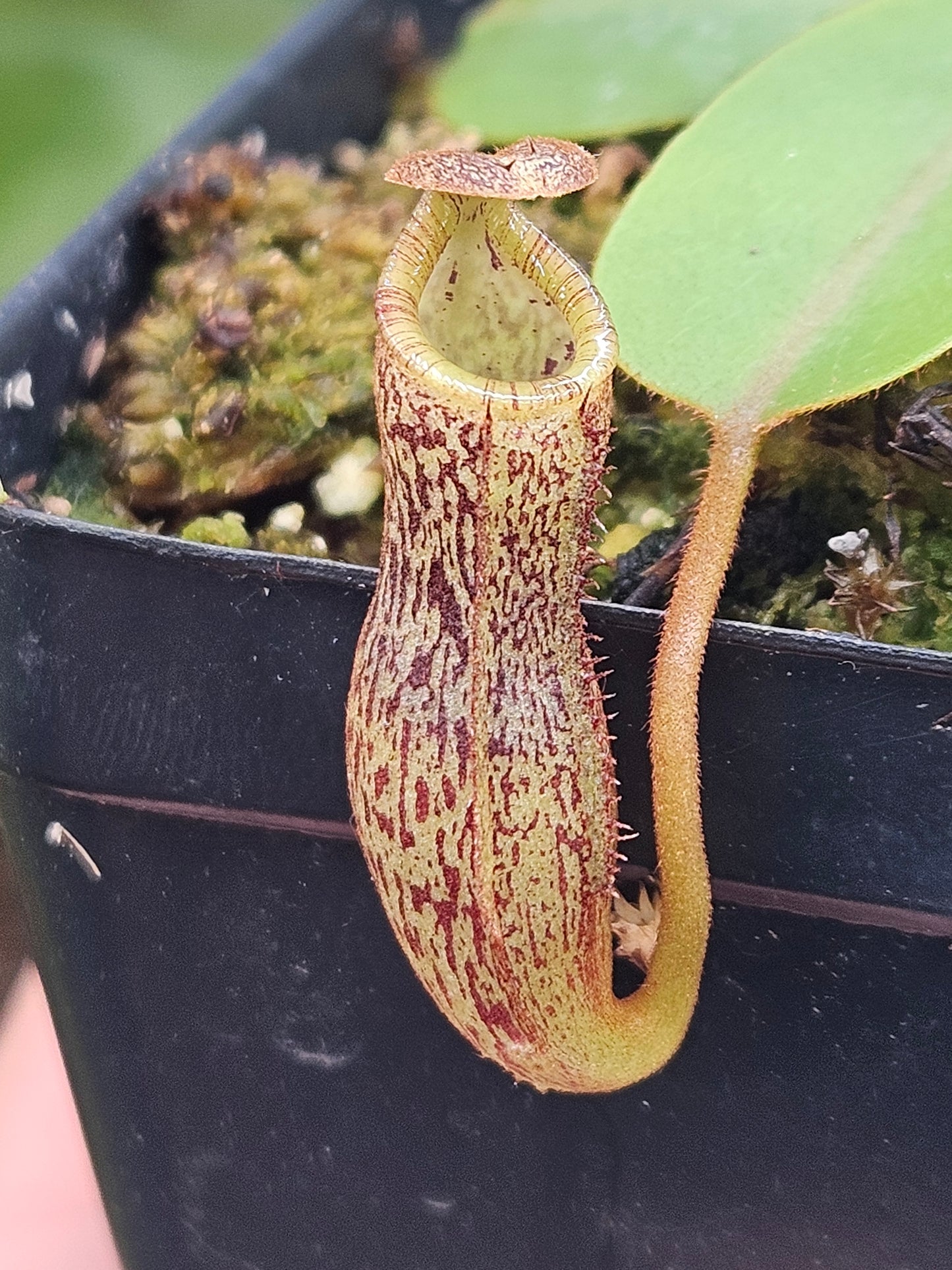 N. vogelii x (lowii x campanulata)