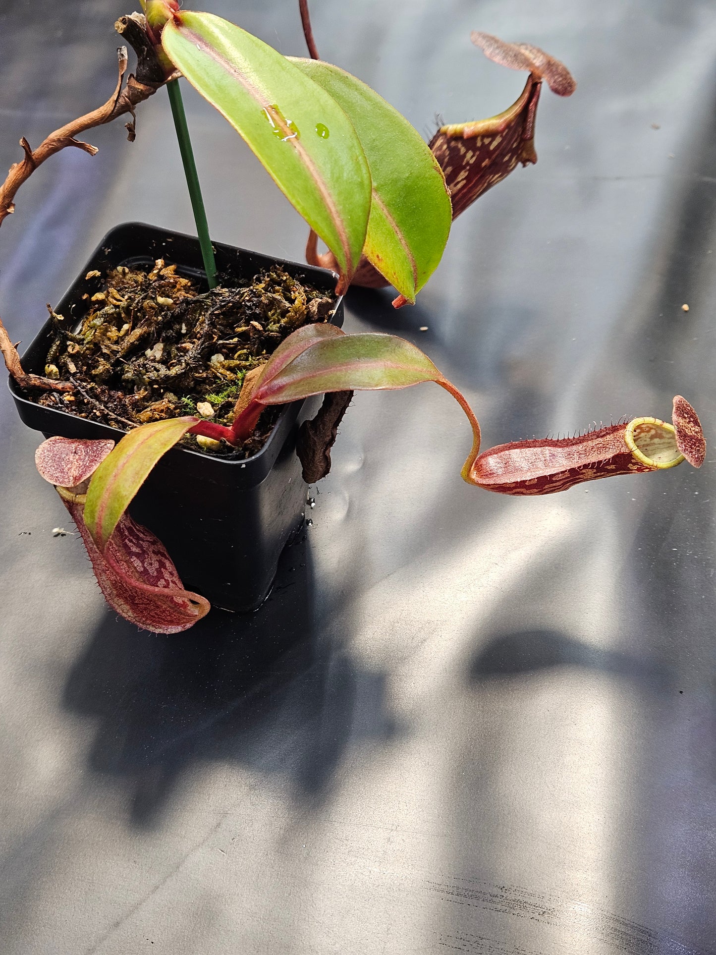 N. boschiana #2