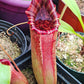 N. (lowii x Tiveyi) x [(lowii x veitchii) x burbidgeae] #2