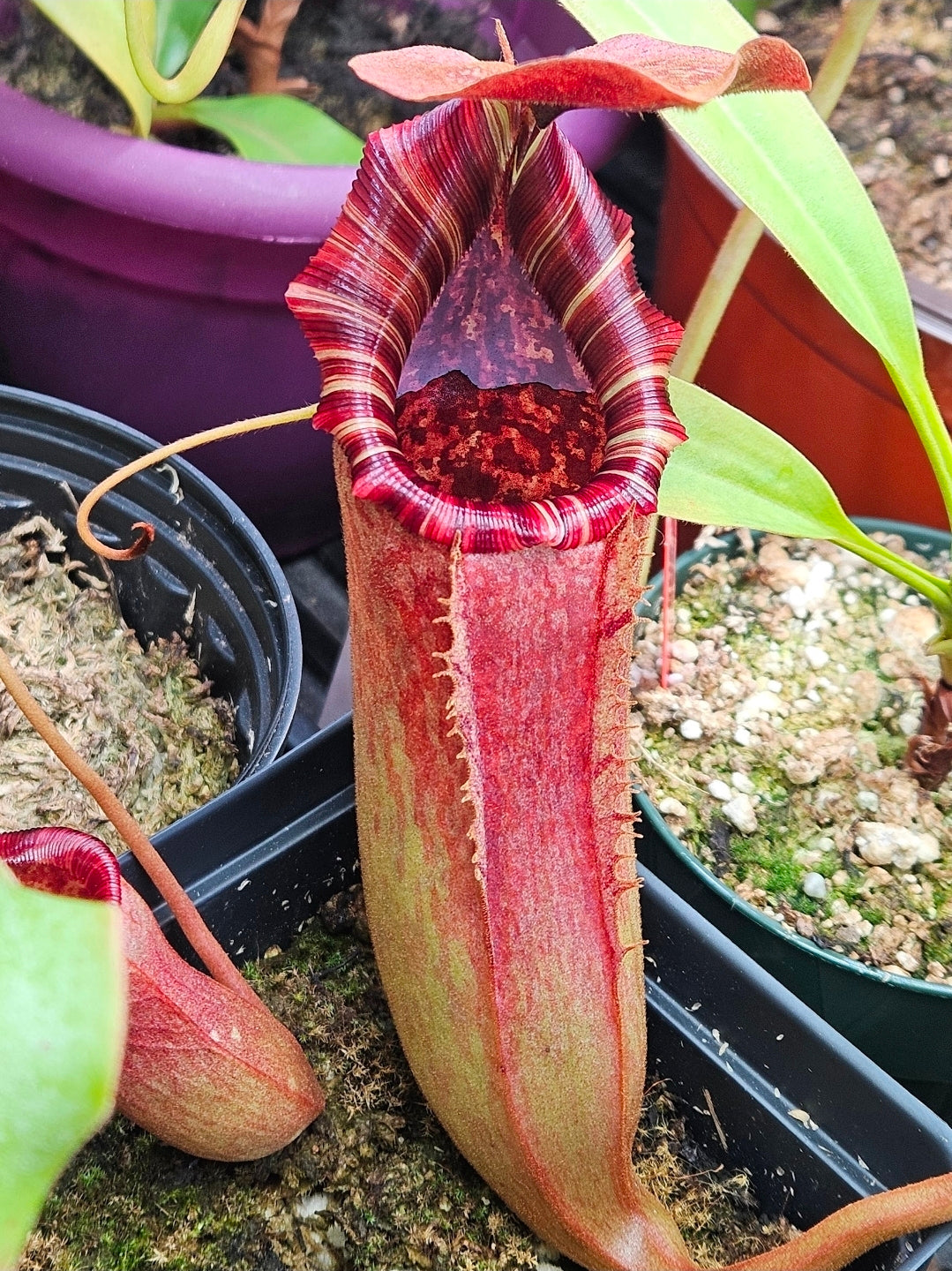 N. (lowii x Tiveyi) x [(lowii x veitchii) x burbidgeae] #2