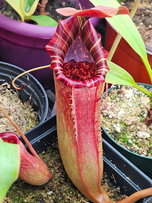 N. (lowii x Tiveyi) x [(lowii x veitchii) x burbidgeae] #2