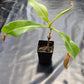 N. (veitchii x burbidgeae) x (LVB x VMV) #2 - Rooted Cutting