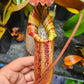 N. peltata x MSLRV
