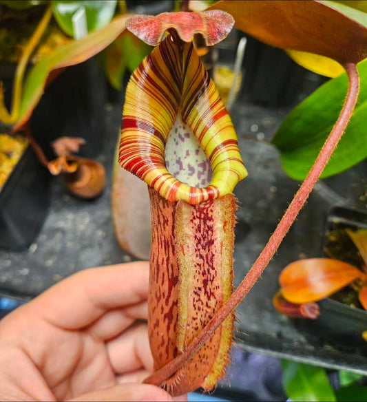 N. peltata x MSLRV