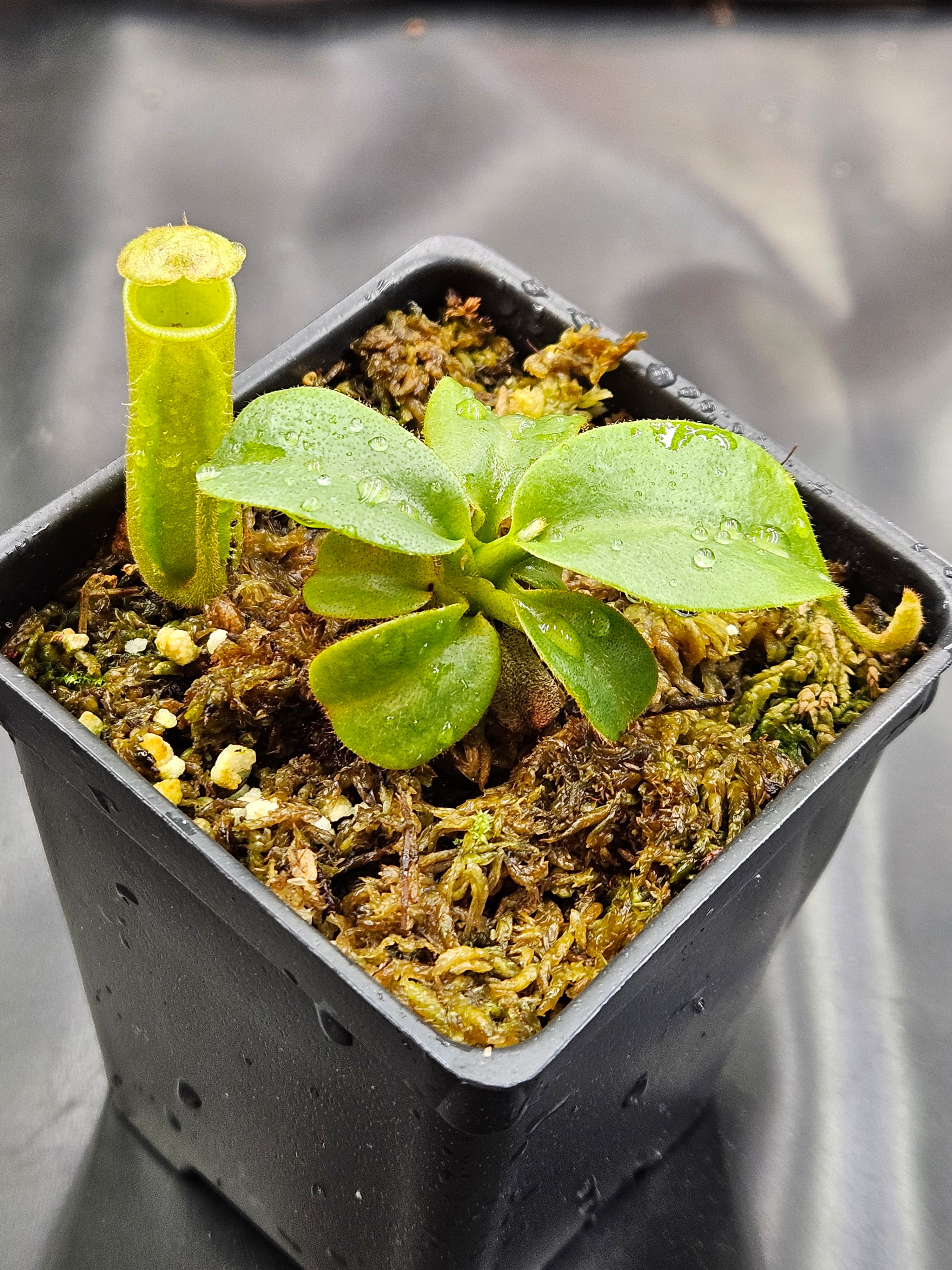 N. (truncata x campanulata) x (LVB x burbidgeae) – CarnageFarms