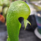 Darlingtonia californica #1