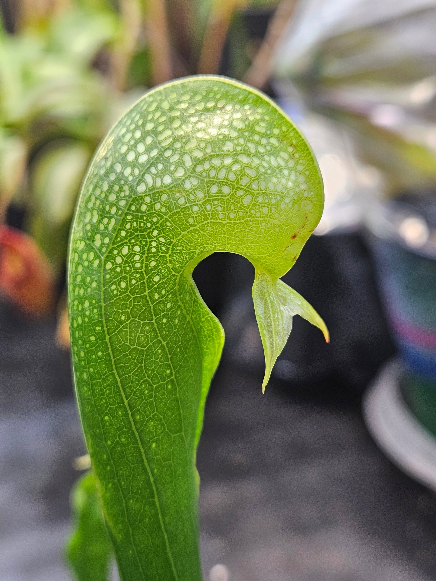 Darlingtonia californica #1