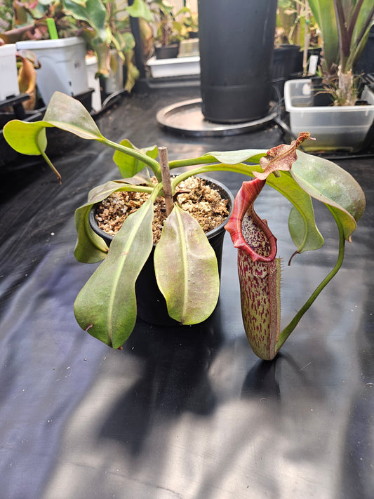 N. eymae