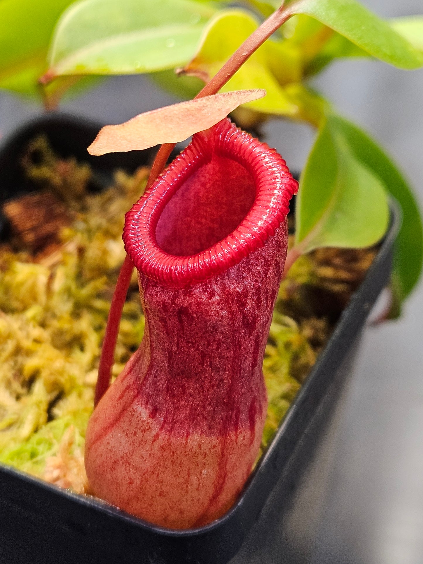 N. ventricosa (sibuyanensis x ventricosa)