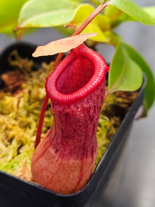 N. ventricosa (sibuyanensis x ventricosa) *