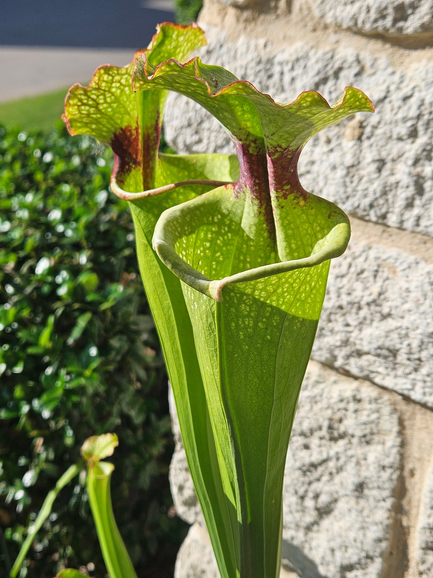 S. 'Leah Wilkerson'