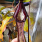 N. boschiana x Goliath