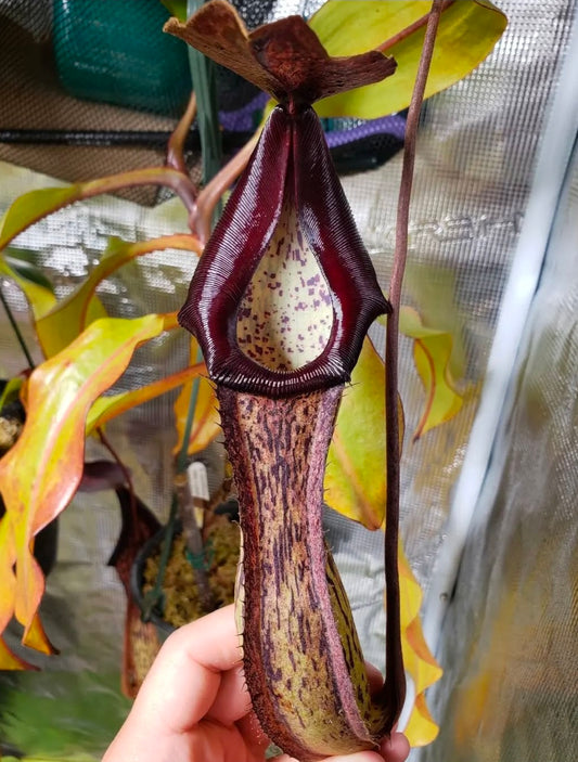 N. boschiana x Goliath