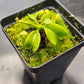 N. truncata (Giant x C)